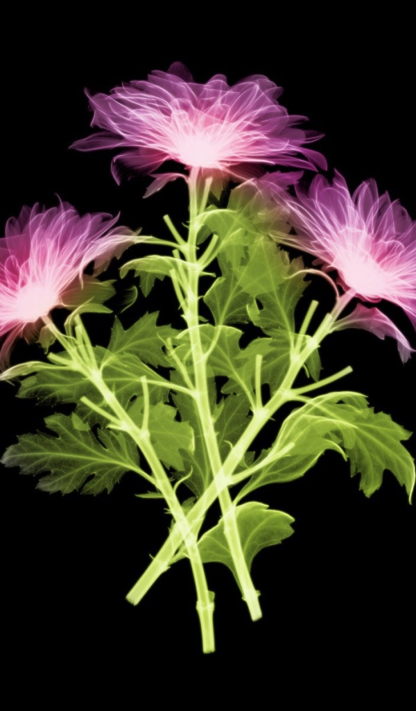 Три цветка на черном фоне