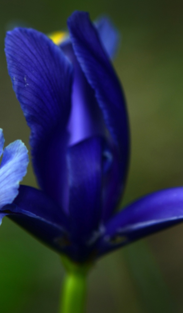 Три лепестка ириса