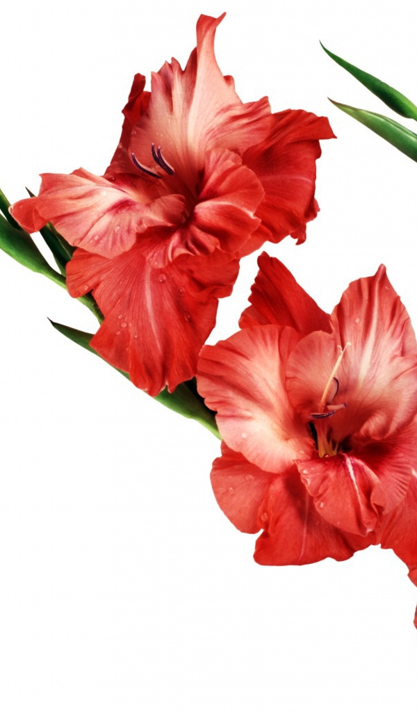 Три красных гладиолуса