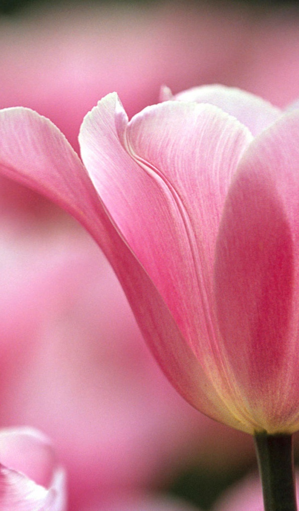 Распускающийся цветок в парке