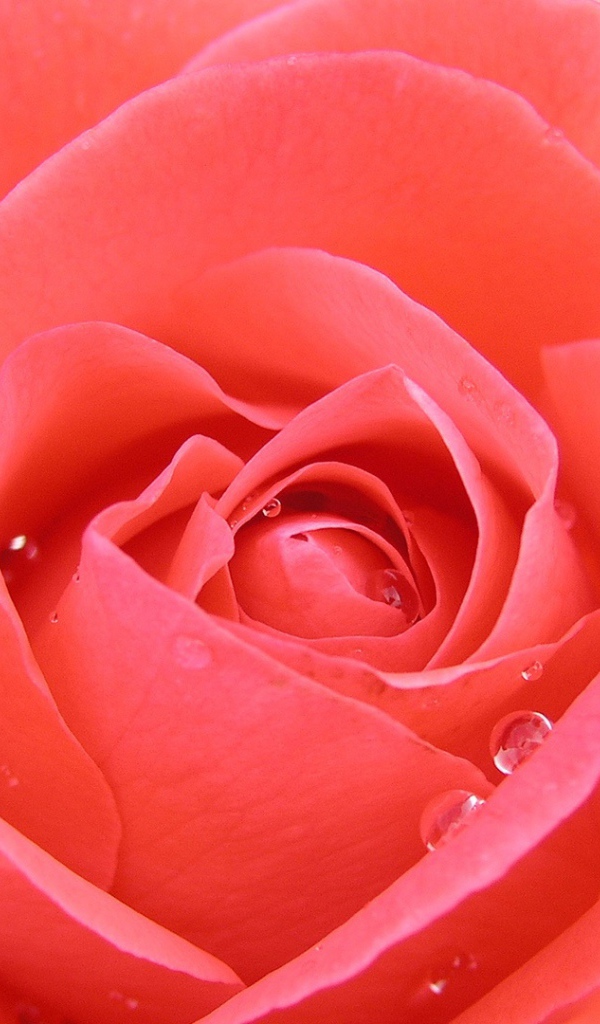 Тропическая роза