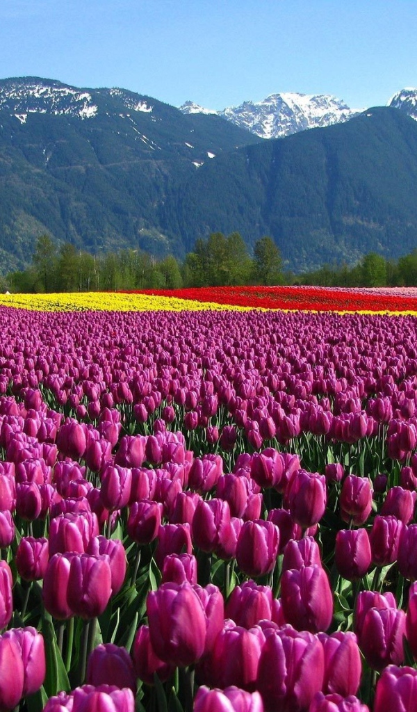 Поле тюльпанов