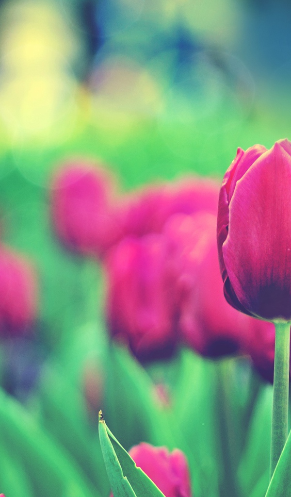 Сад тюльпанов 