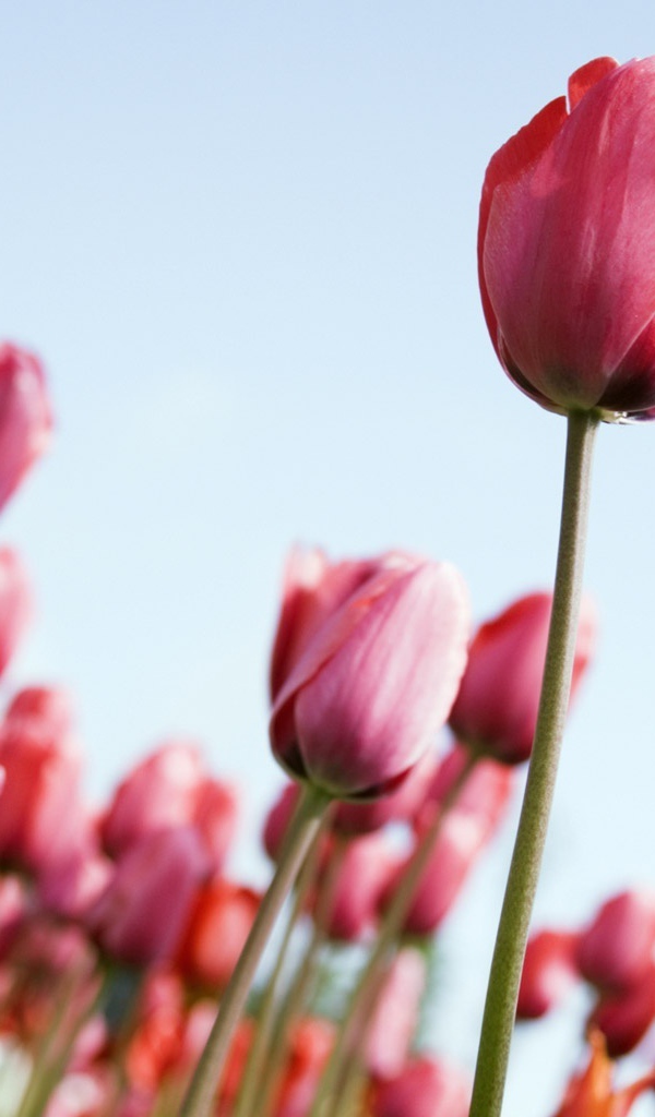 Рост тюльпанов