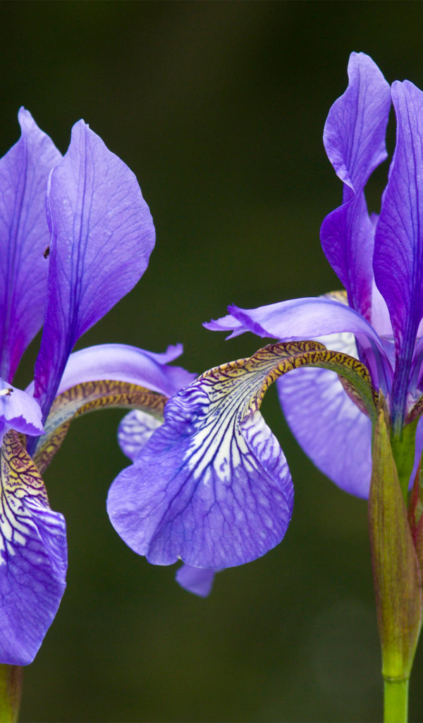 Два красивых ириса