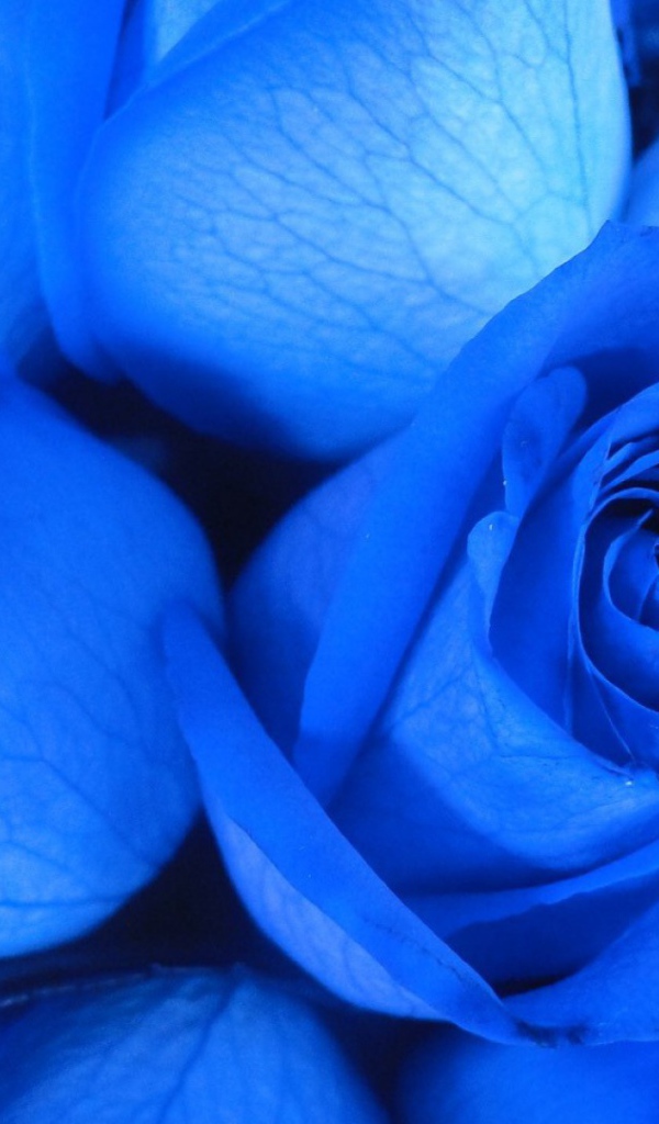 Две синие розы крупным планом