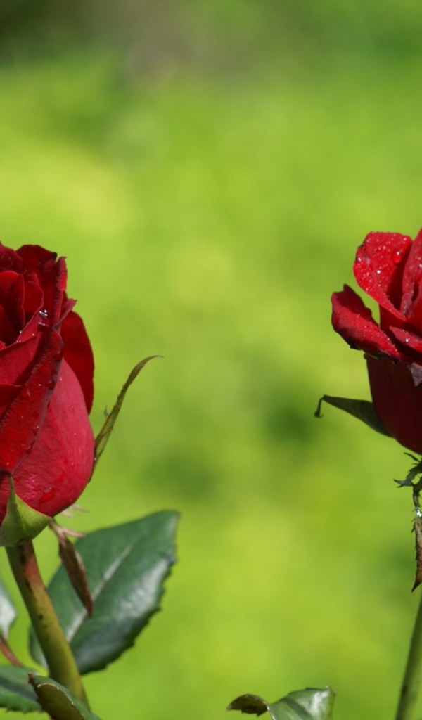 Две красные розы на фоне травы в солнечный день