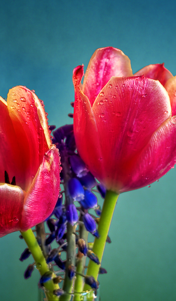 Два красных тюльпана