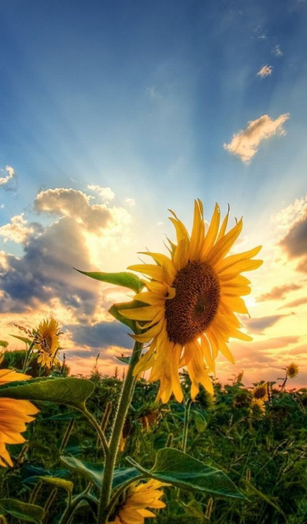 Два подсолнуха на зеленом поле