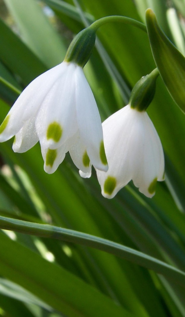 Два белых колокольчика