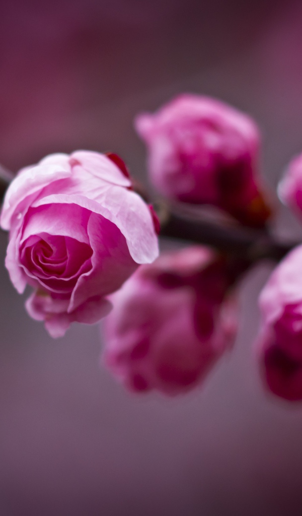 Нераспустившийся бутон цветка