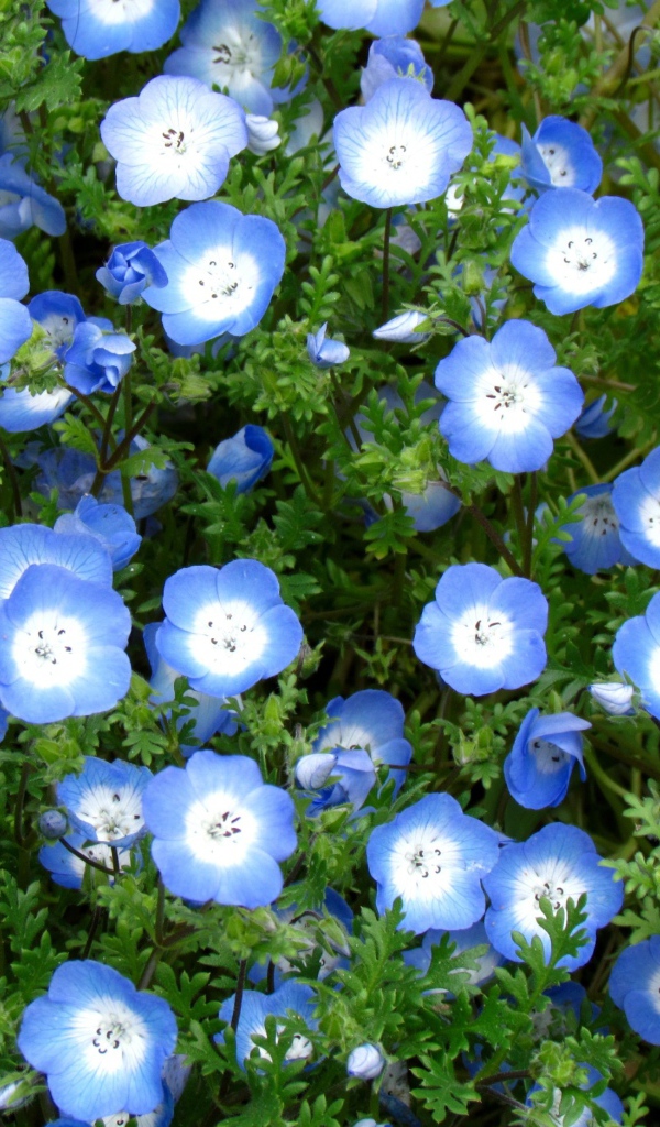 Выращивание цветов вероника в саду