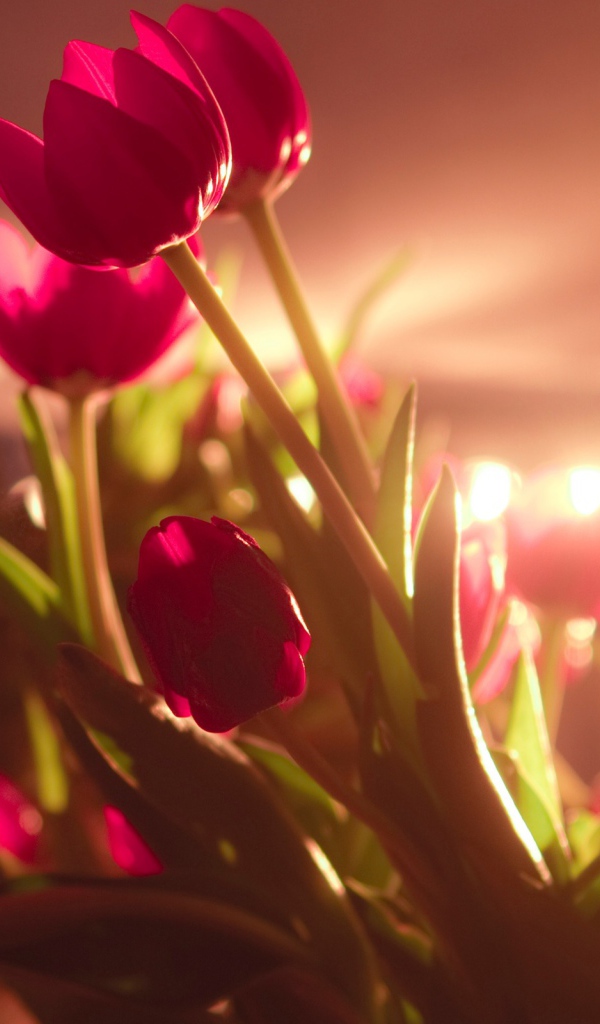 Яркие красные тюльпаны