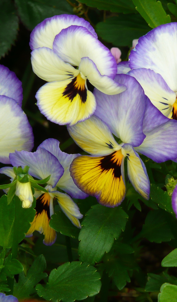 Виолы (фиалки, анютины глазки)