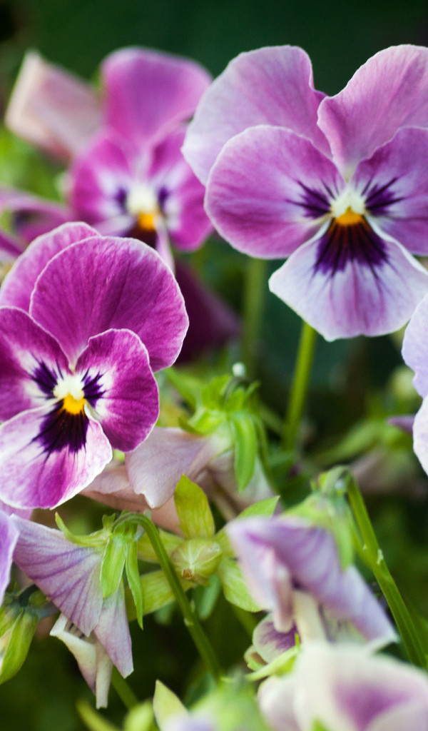 Виолы (фиалки, анютины глазки) на лужайке