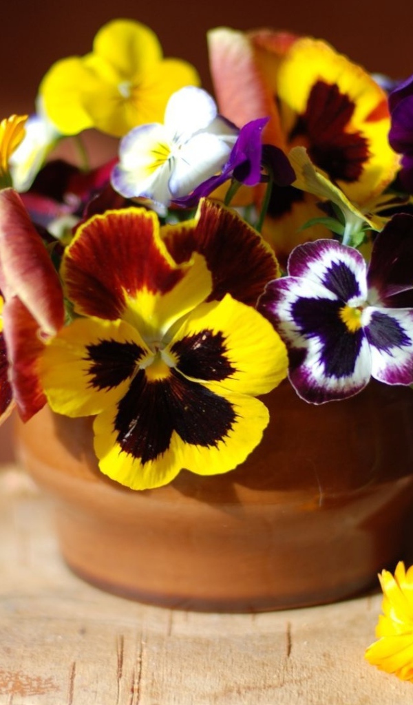 Цветы виола (фиалка,анютины глазки) дома на столе