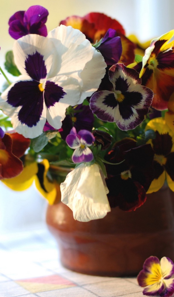 Цветы виола (фиалка,анютины глазки) в горшке