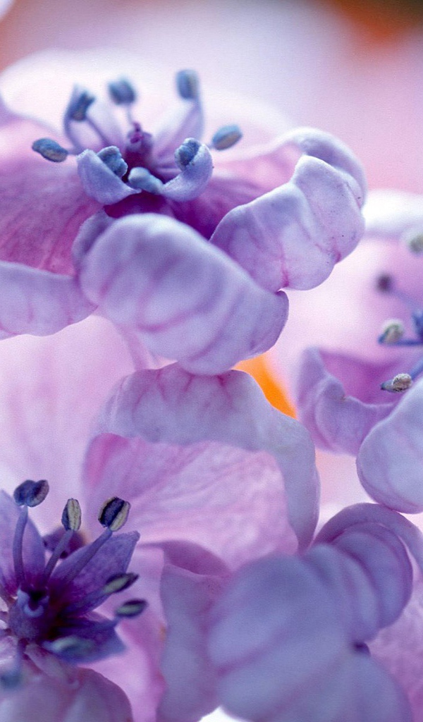 Фиолетовые цветы