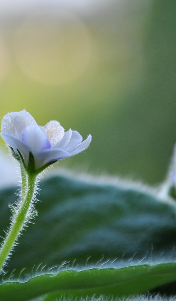 Цветок фиалки