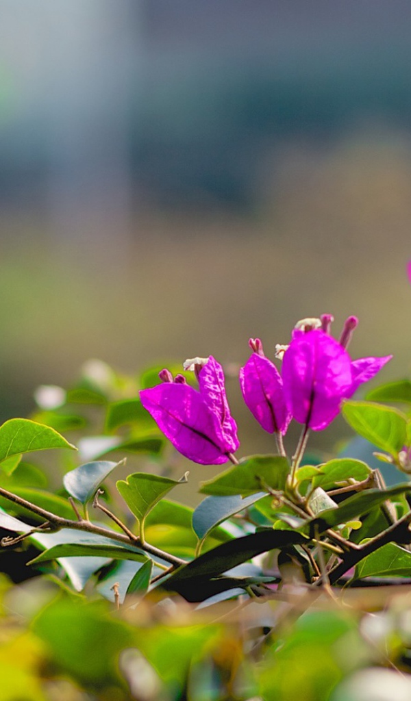 Фиолетовые цветки