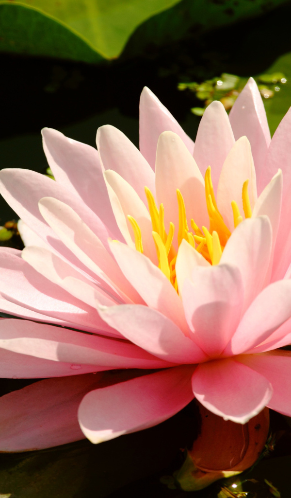 Водяная на болоте нимфея