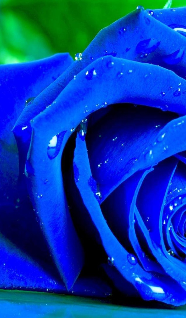 Мокрая синяя роза на зелёном фоне