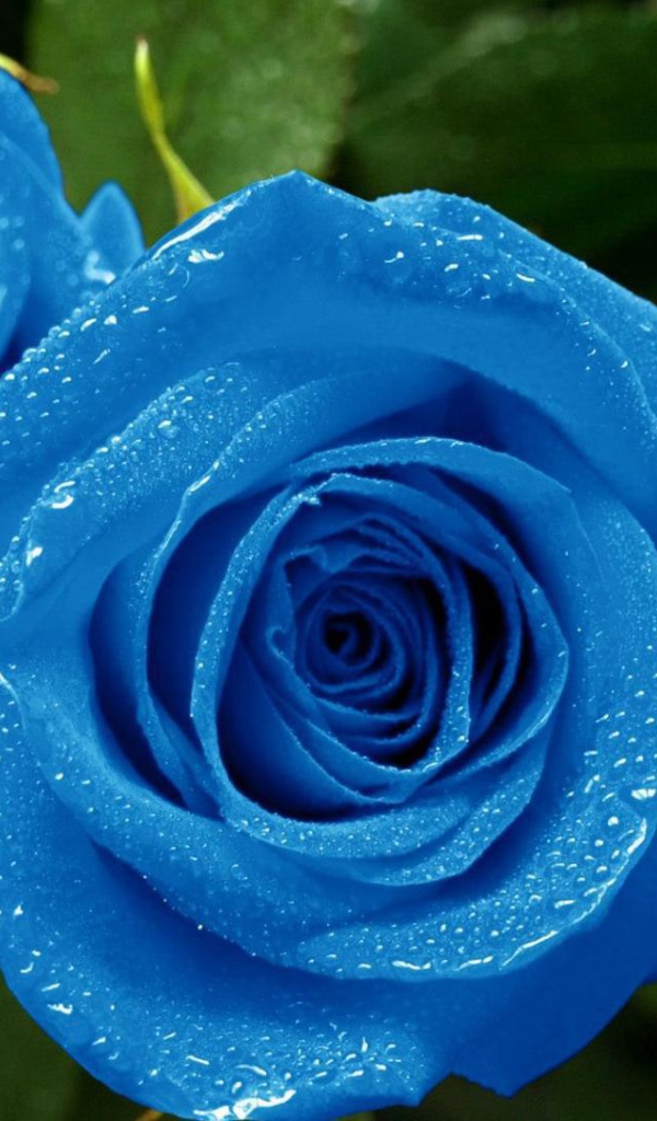 Мокрые синие розы в саду