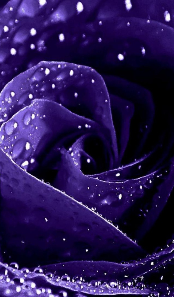 Мокрая фиолетовая роза крупным планом