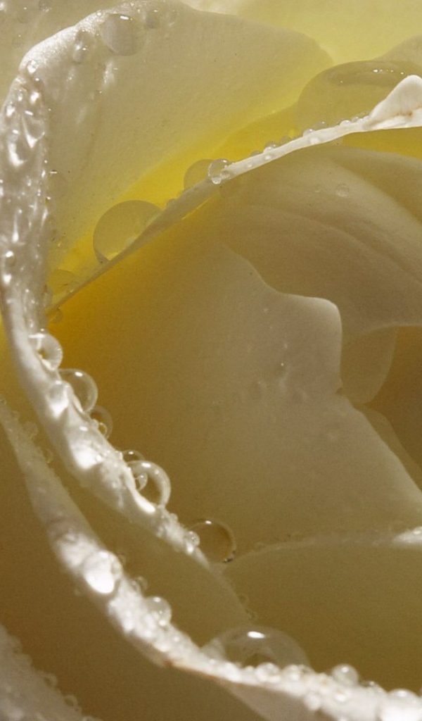 Мокрая белая роза крупным планом