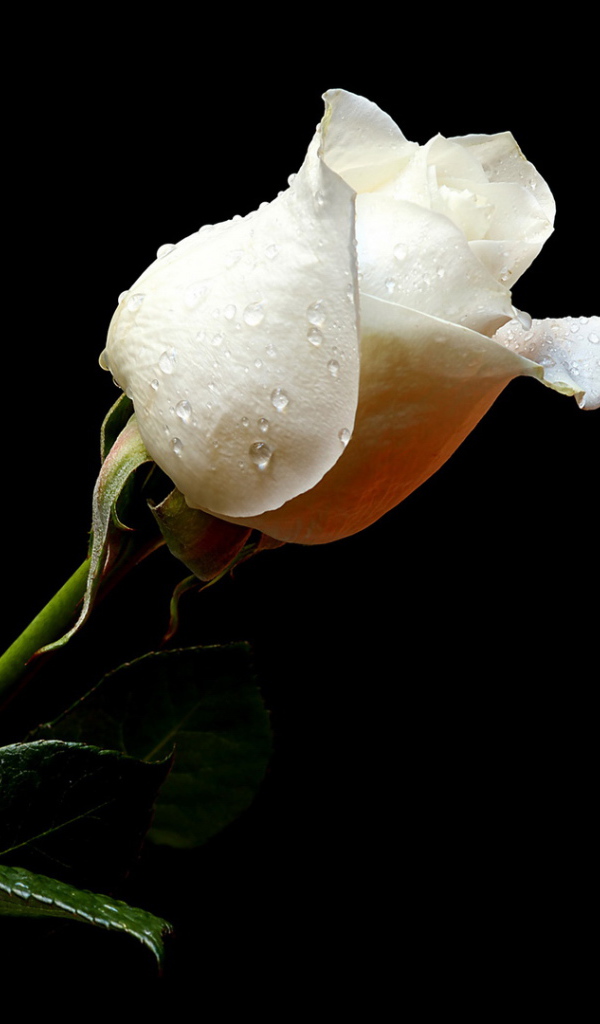 Мокрая белая роза на чёрном фоне