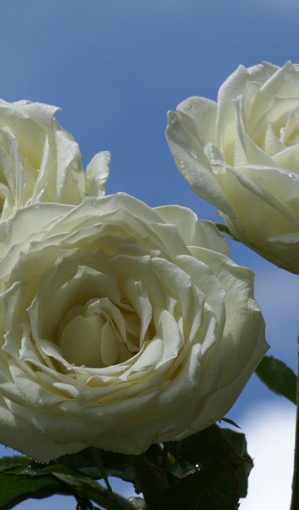 Мокрые белые розы на фоне неба