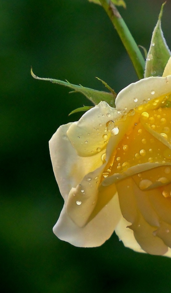 Мокрая жёлтая роза на фоне зелени