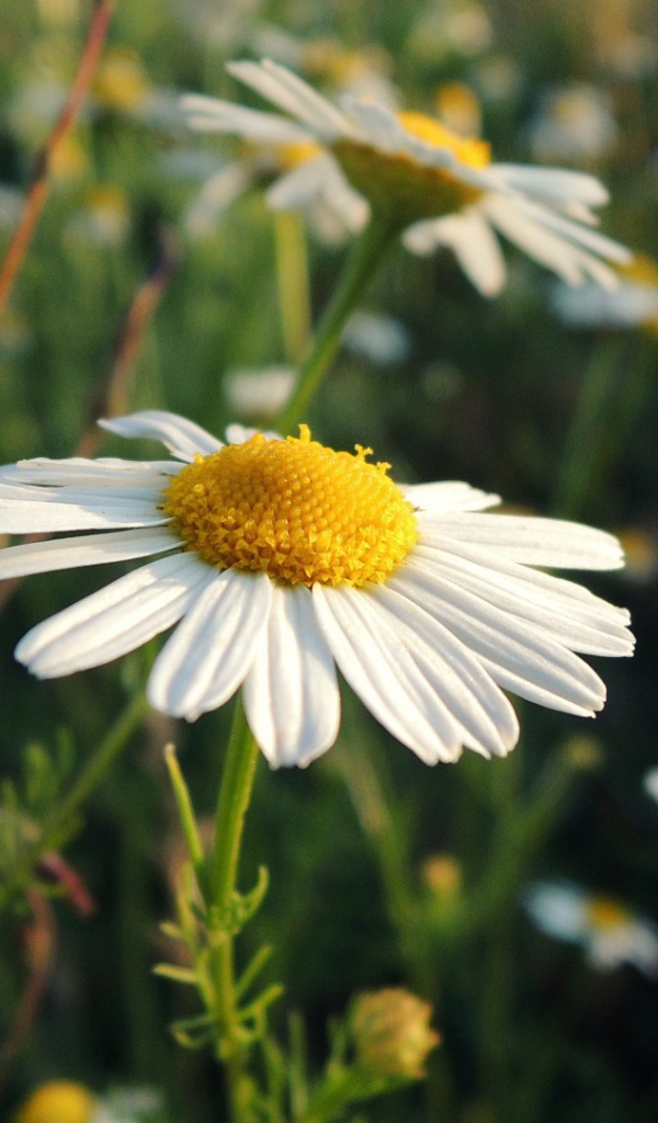 Белая ромашка на природе