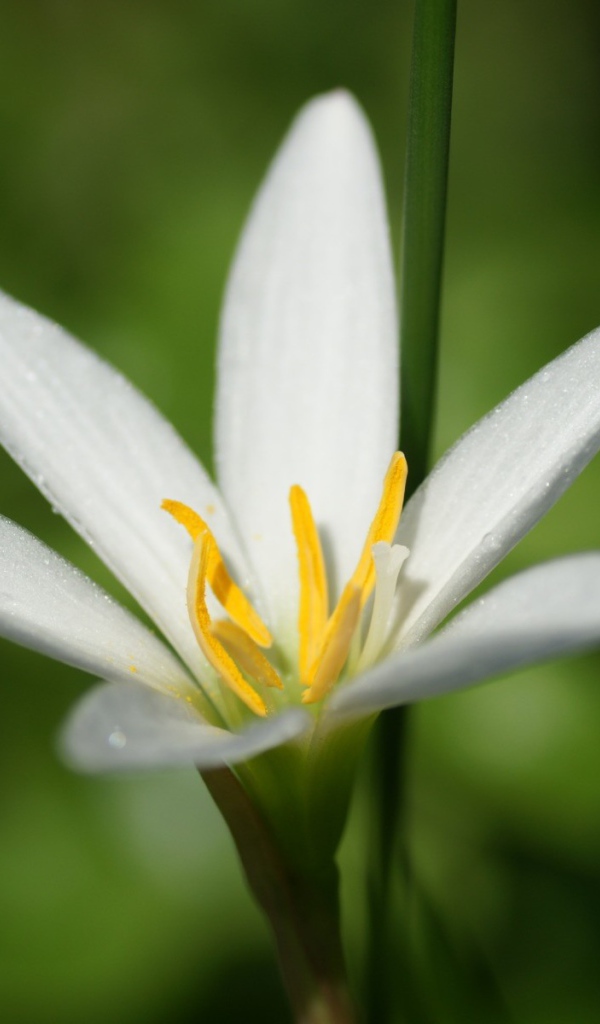 Белая лилия в росе