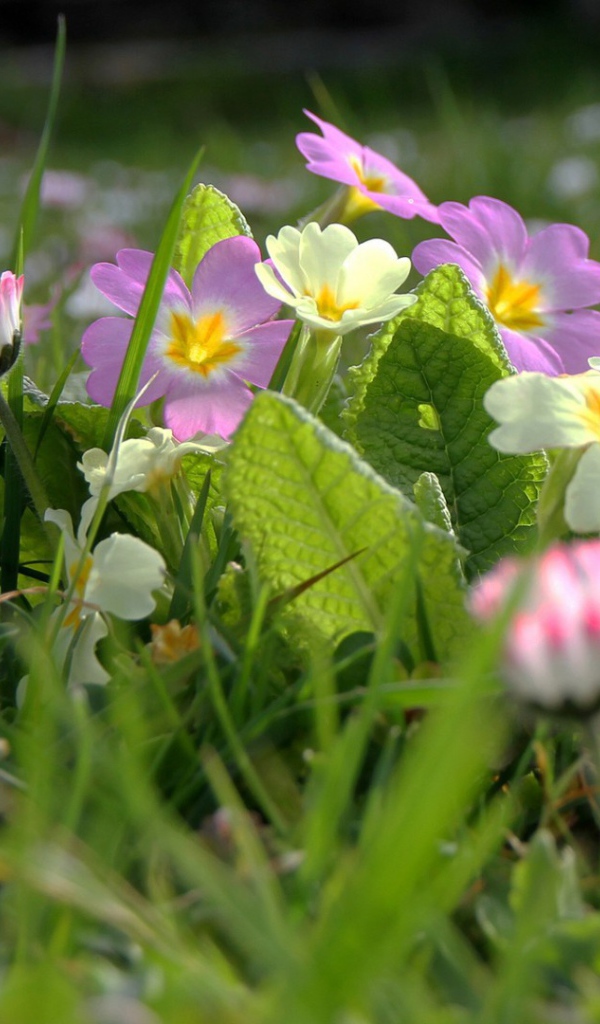 Белые и розовые весенние цветы