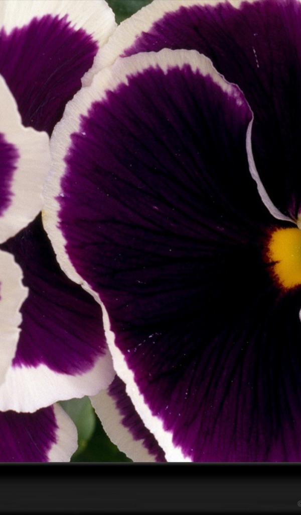 Бело фиолетовые цветы