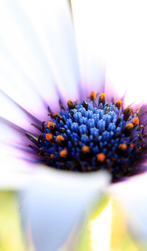 Белое великолепие 