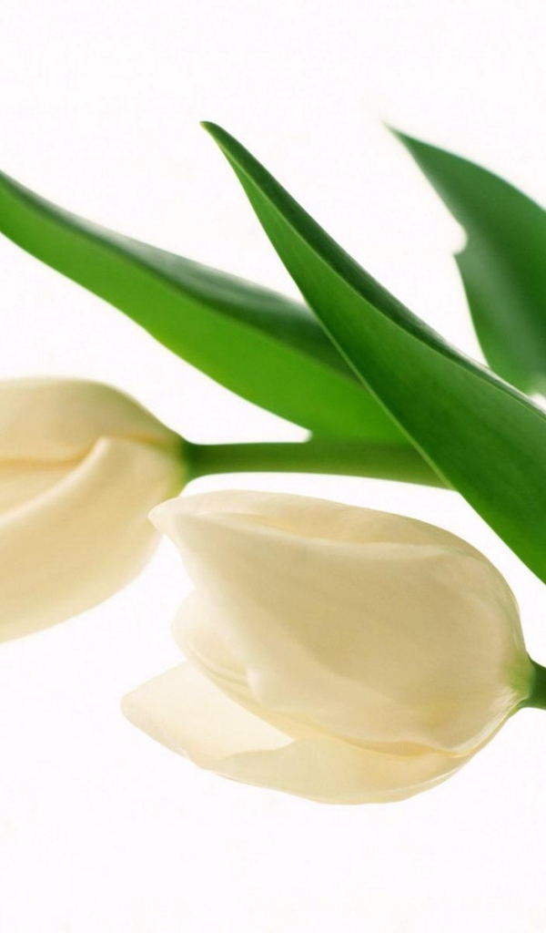 Белые бутоны