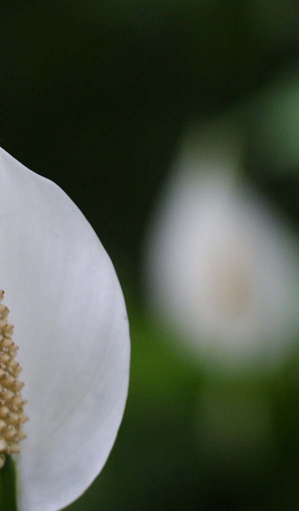 Белый цветок