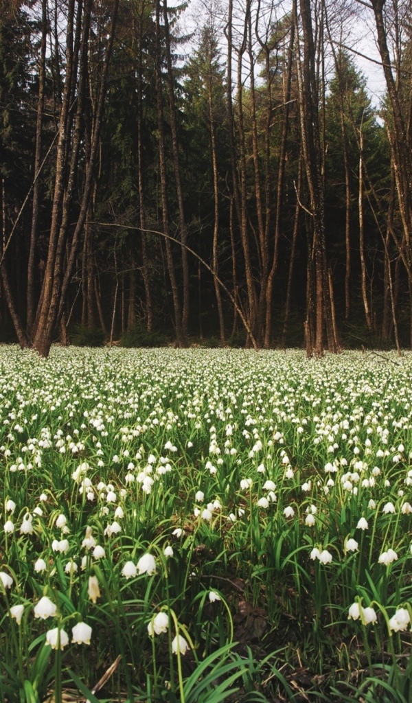 Белое цветение весной
