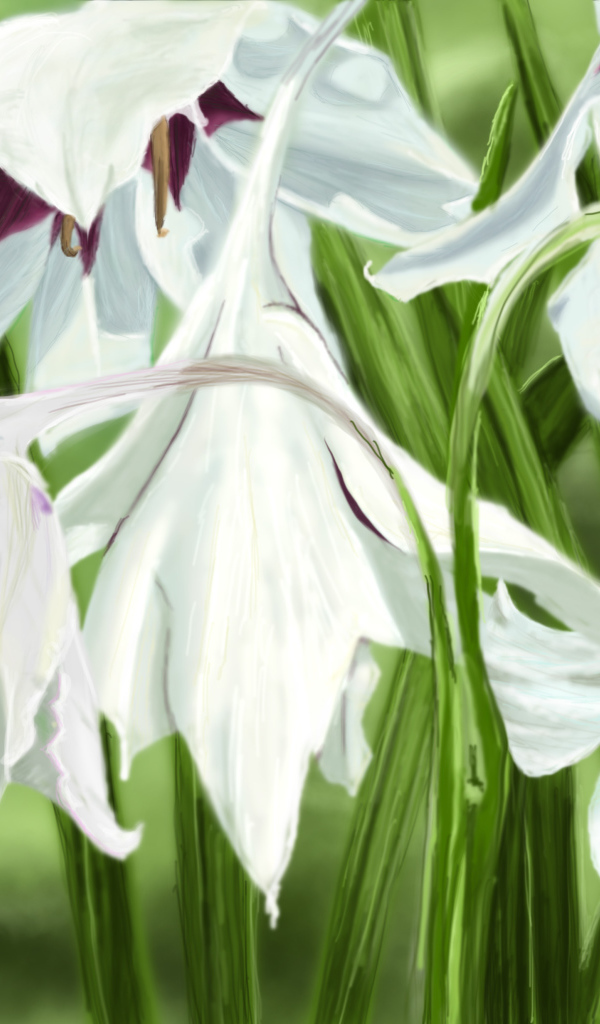 Белые цветы ирисы