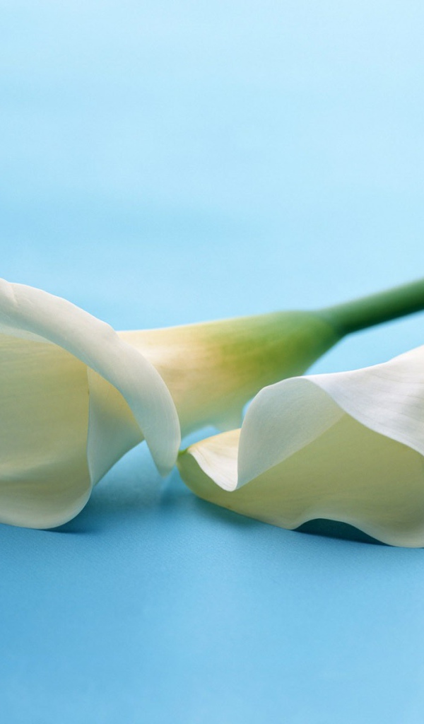 Белые цветы на белом фоне