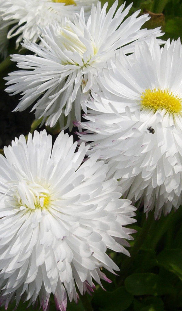 Белые пушистые цветы