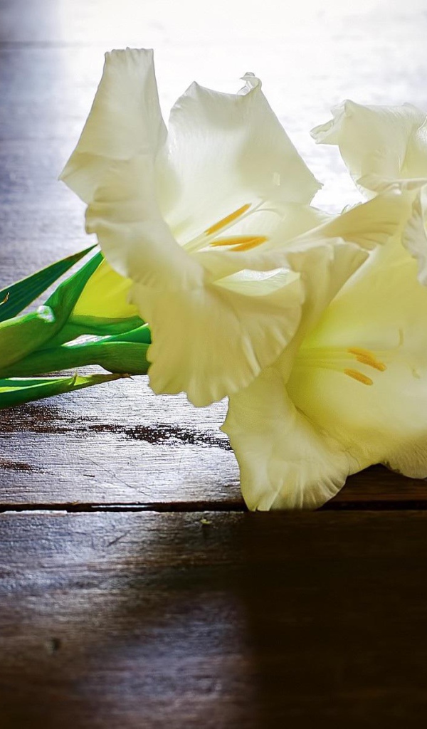 Белые гладиолусы на столе