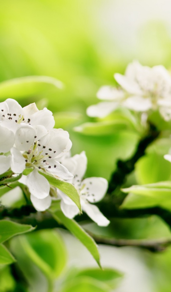 Белый цвет на зеленом фоне