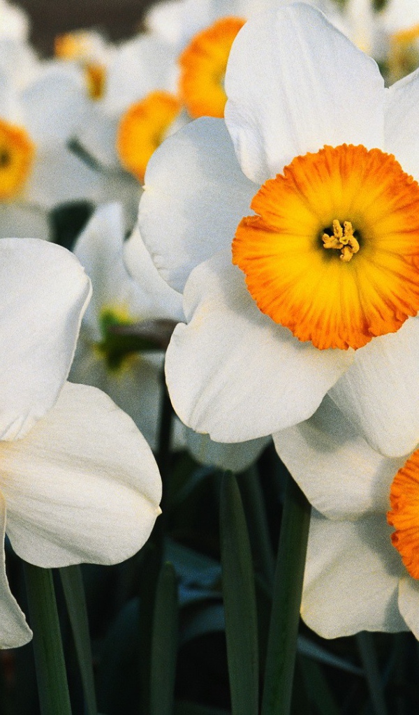 Бело оранжевые цветы