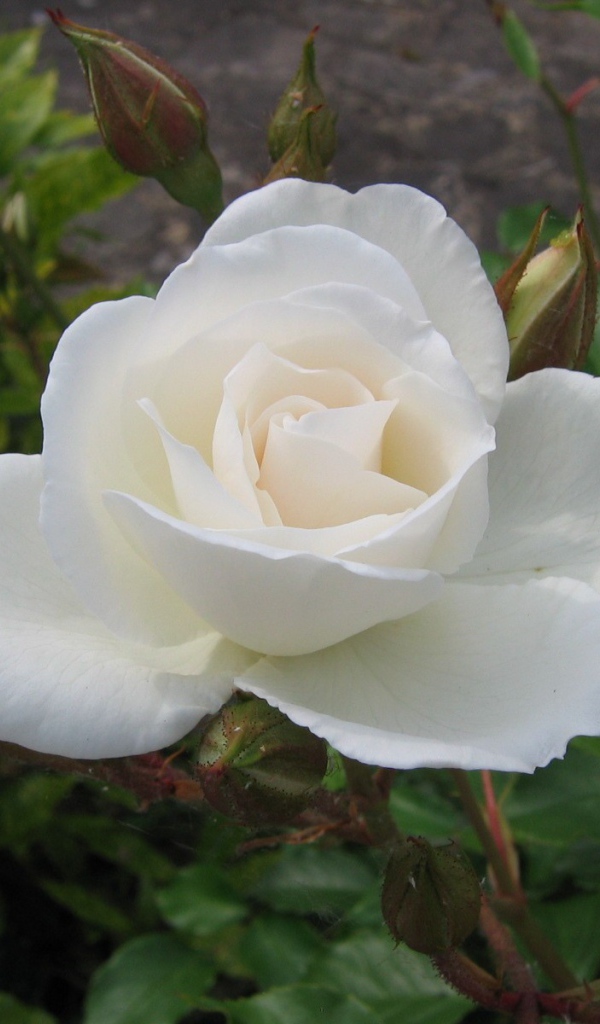 Белая роза и бутон