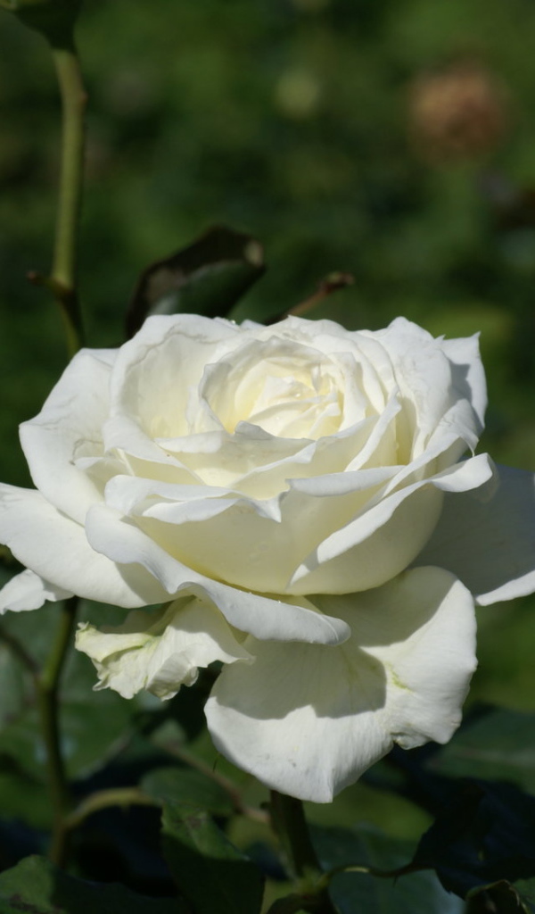 Белая роза распустилась в саду