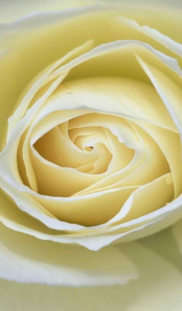 Белая роза крупным планом