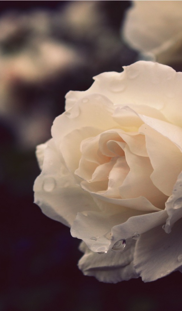 Белая роза вечером в саду